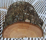 Green Ash Bowl Blank GA-111 6"x 6"x 3" depth